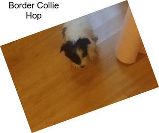 Border Collie Hop