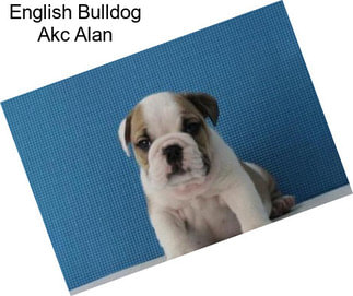 English Bulldog Akc Alan