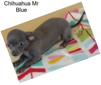 Chihuahua Mr Blue