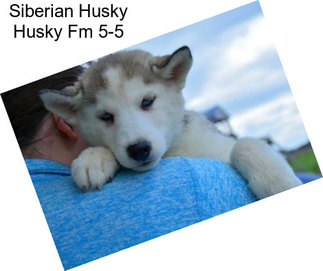 Siberian Husky Husky Fm 5-5