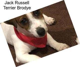 Jack Russell Terrier Brodye