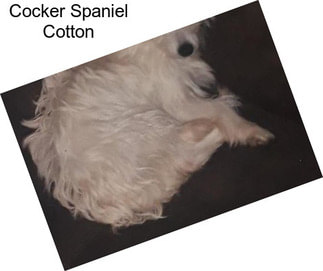 Cocker Spaniel Cotton