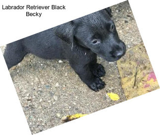 Labrador Retriever Black Becky