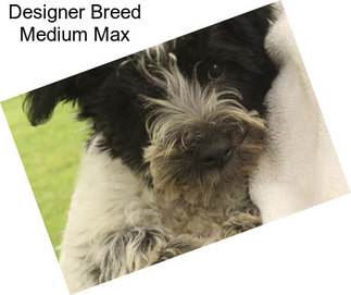 Designer Breed Medium Max