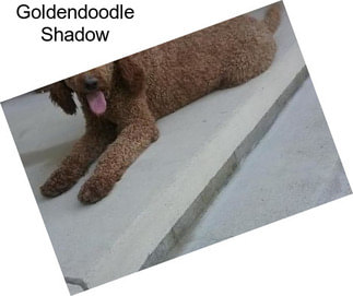 Goldendoodle Shadow