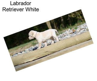 Labrador Retriever White