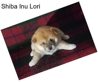 Shiba Inu Lori