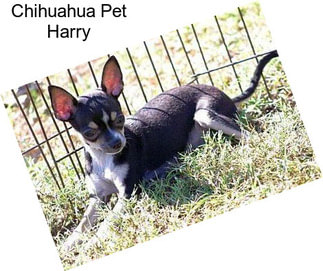 Chihuahua Pet Harry