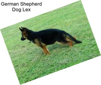 German Shepherd Dog Lex