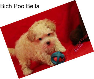 Bich Poo Bella