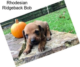 Rhodesian Ridgeback Bob