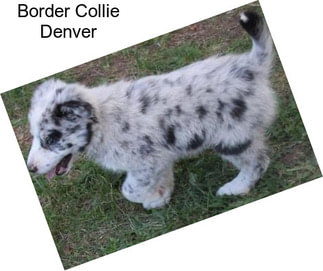 Border Collie Denver