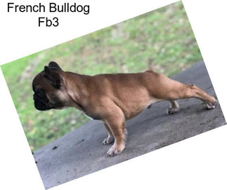 French Bulldog Fb3