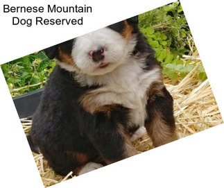 Bernese Mountain Dog Reserved