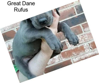 Great Dane Rufus