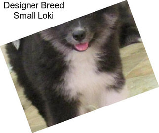 Designer Breed Small Loki