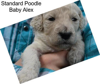 Standard Poodle Baby Alex