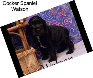 Cocker Spaniel Watson