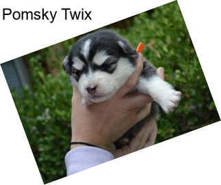 Pomsky Twix