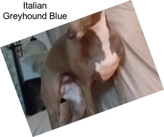Italian Greyhound Blue