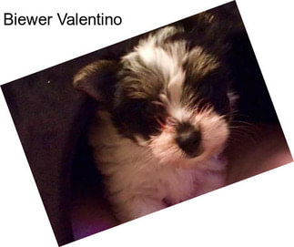 Biewer Valentino