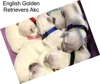 English Golden Retrievers Akc