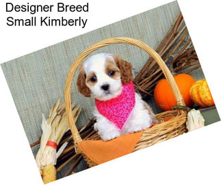 Designer Breed Small Kimberly