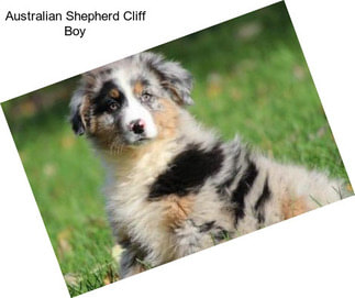 Australian Shepherd Cliff Boy