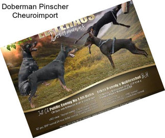 Doberman Pinscher Cheuroimport
