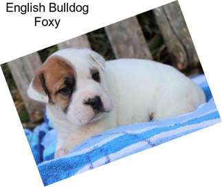 English Bulldog Foxy