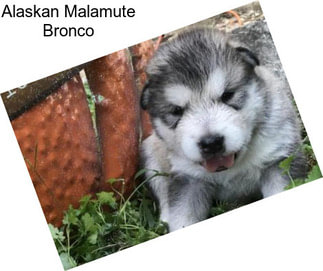 Alaskan Malamute Bronco