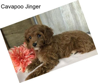 Cavapoo Jinger