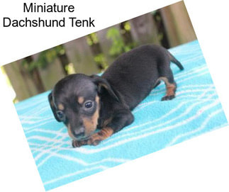 Miniature Dachshund Tenk