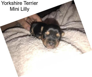 Yorkshire Terrier Mini Lilly