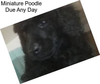 Miniature Poodle Due Any Day
