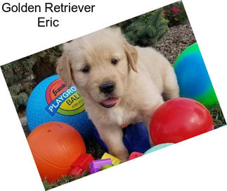 Golden Retriever Eric