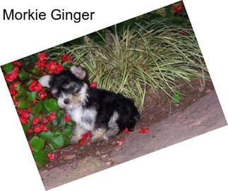 Morkie Ginger