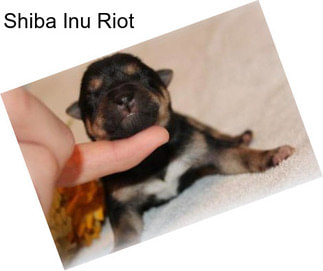 Shiba Inu Riot