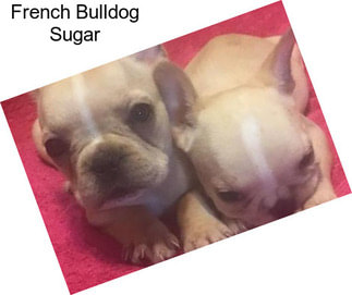 French Bulldog Sugar
