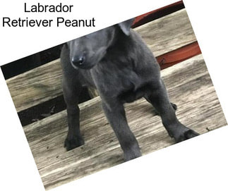 Labrador Retriever Peanut