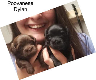 Poovanese Dylan
