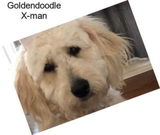 Goldendoodle X-man