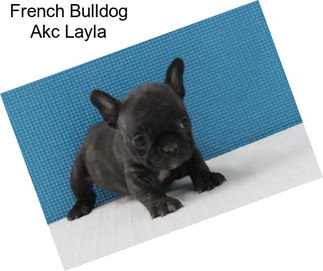 French Bulldog Akc Layla