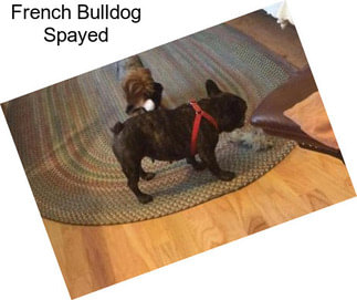 French Bulldog Spayed