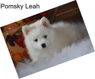 Pomsky Leah