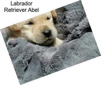 Labrador Retriever Abel