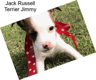 Jack Russell Terrier Jimmy