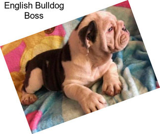 English Bulldog Boss