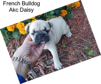 French Bulldog Akc Daisy