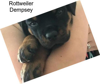 Rottweiler Dempsey